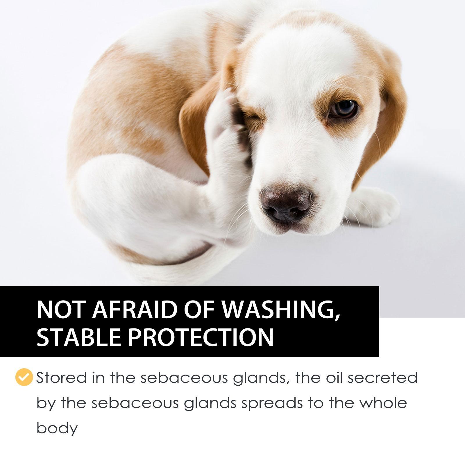 Igbang Pet External Deworming Drops For Cats And Dogs To Remove Ticks And Fleas Everware Hub